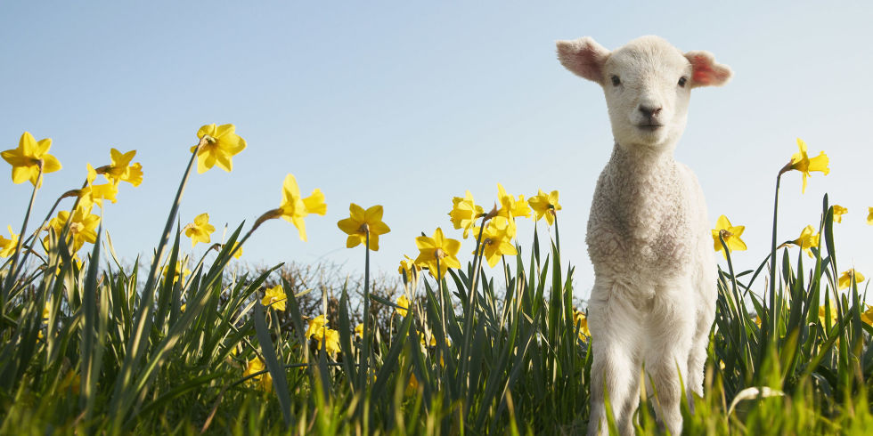 landscape-1457090872-lamb-daffodils-main